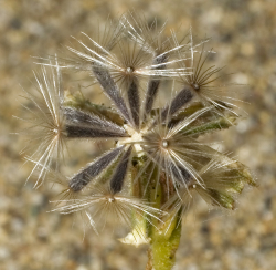 Detail of head in fruit with plumose pappus © 2007 Aaron Schusteff. 